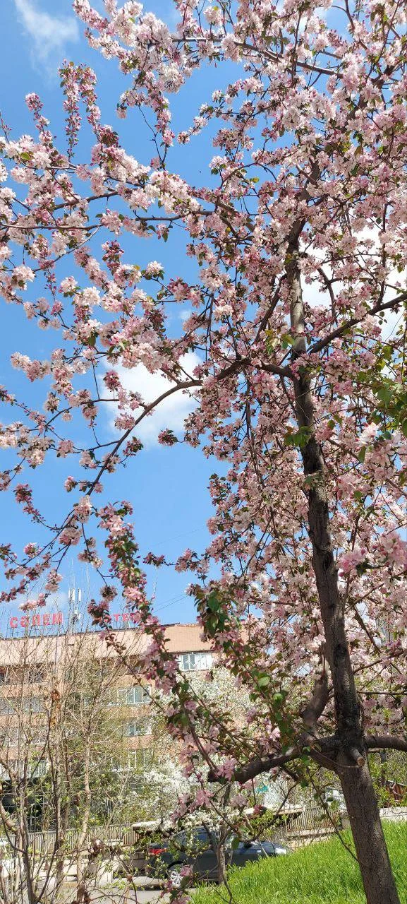 photo_2024-04-19_16-31-23 (2).jpg