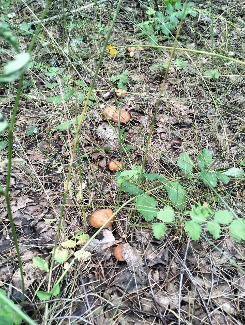 photo_2025-06-29_19-04-59 (3).webp
