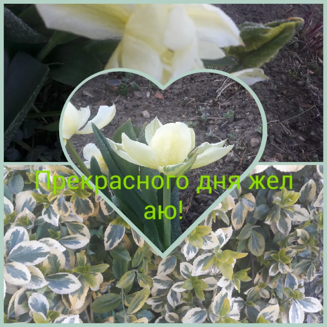 photocollage_202042073656833.webp