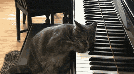 pianist-cat.gif