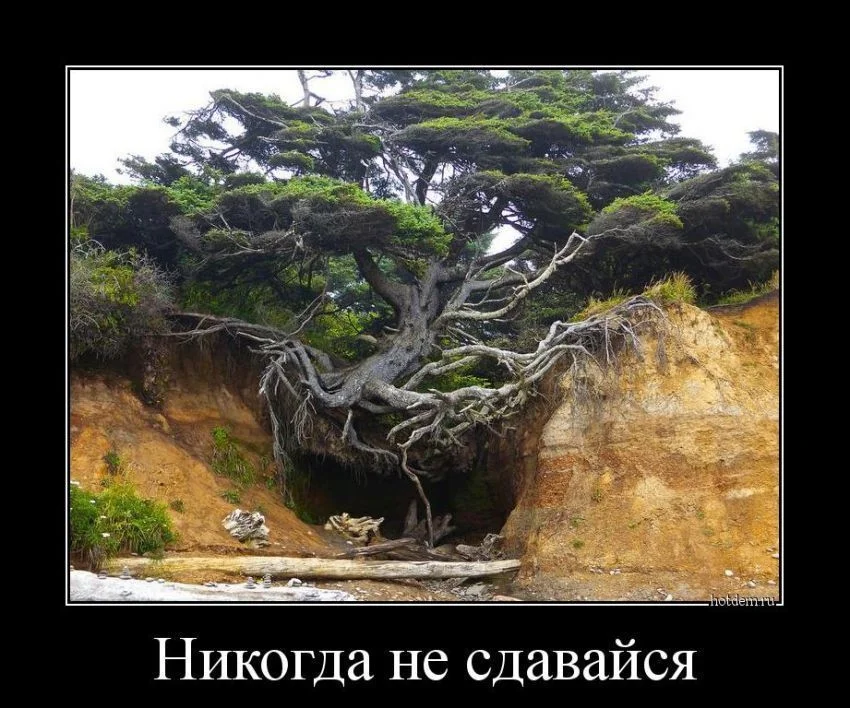 pic17318.webp