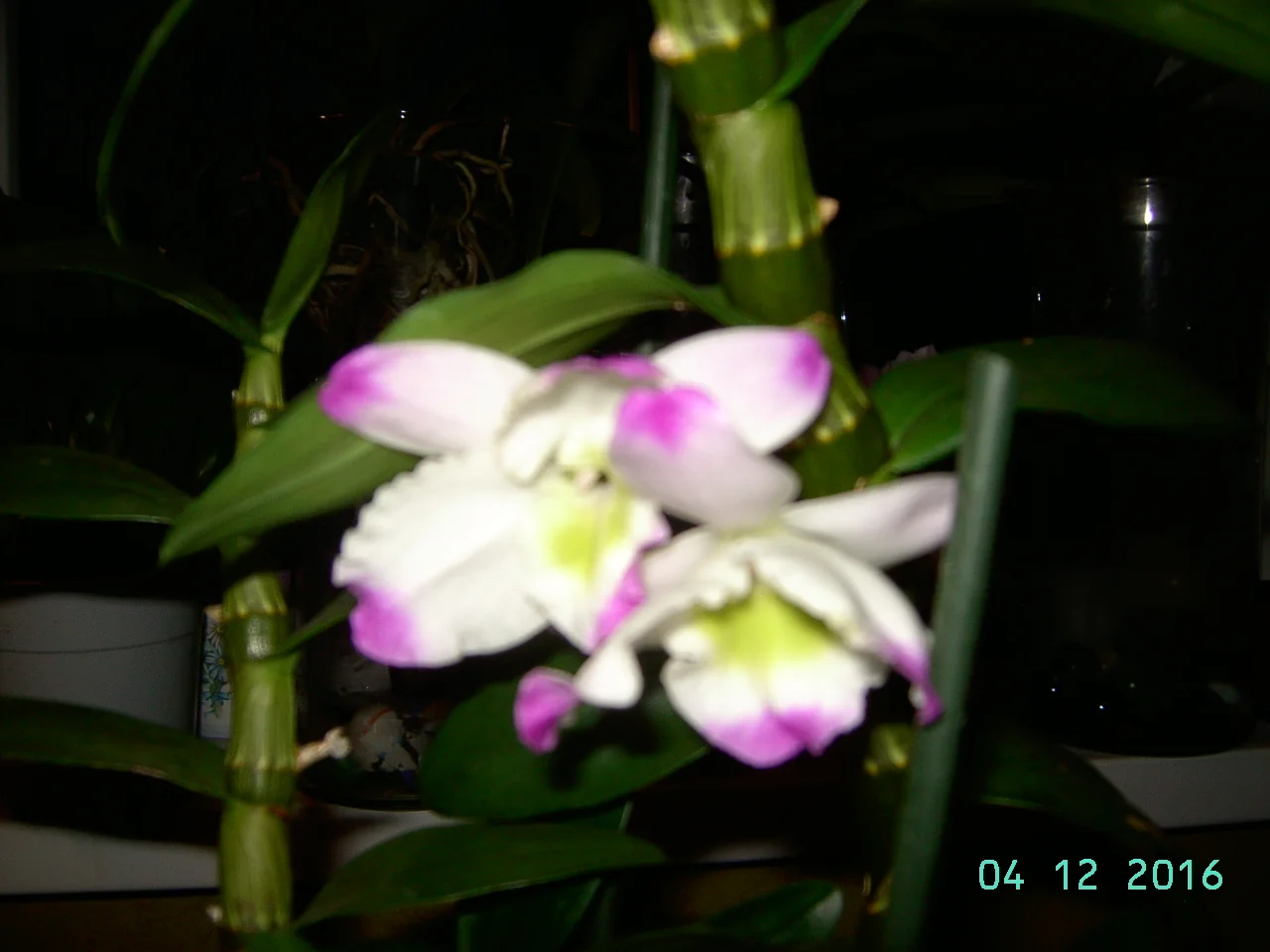 PICT7865.webp