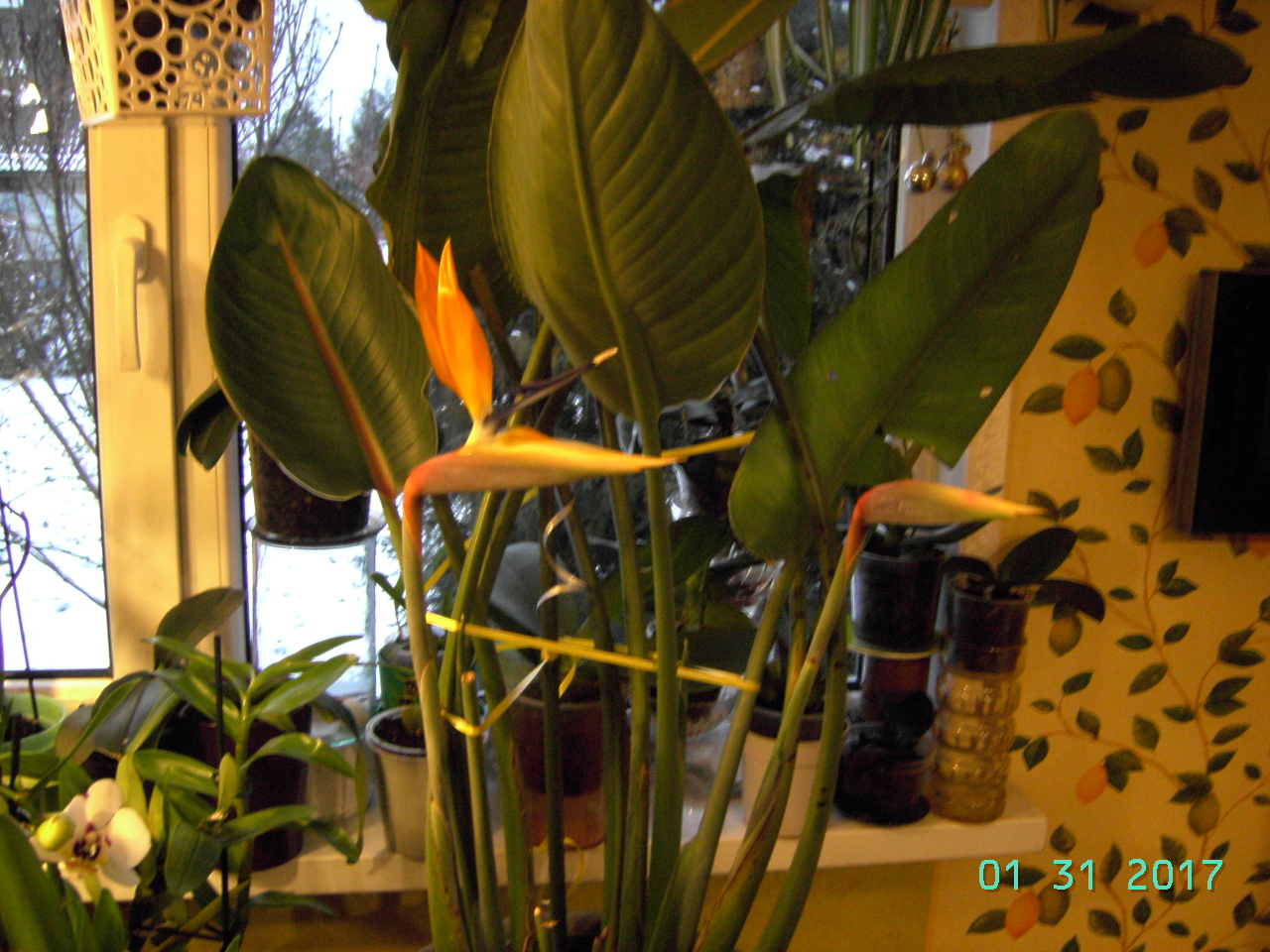 PICT9366.JPG