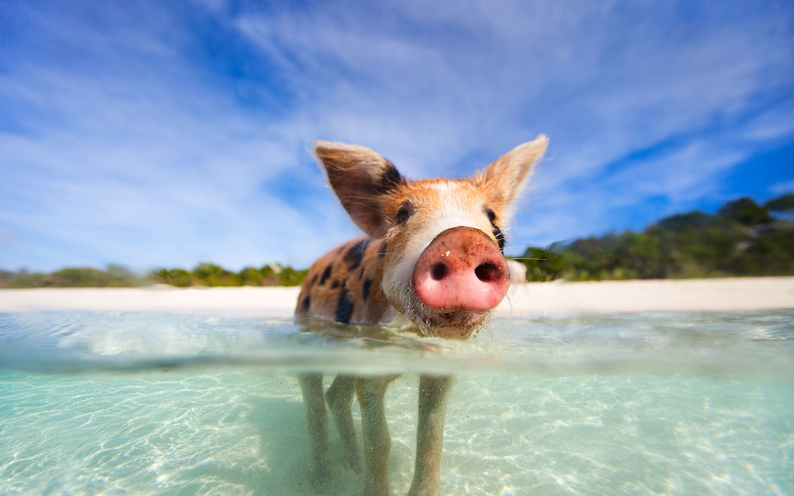 Pig-Island-Bahamas-15[1].jpg