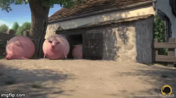 pig-rolling.gif