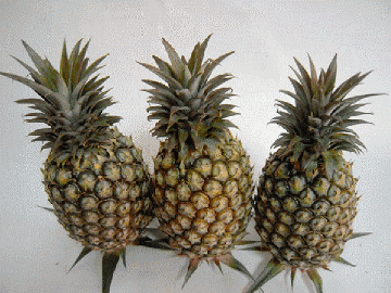 Pineapple-360x360.gif