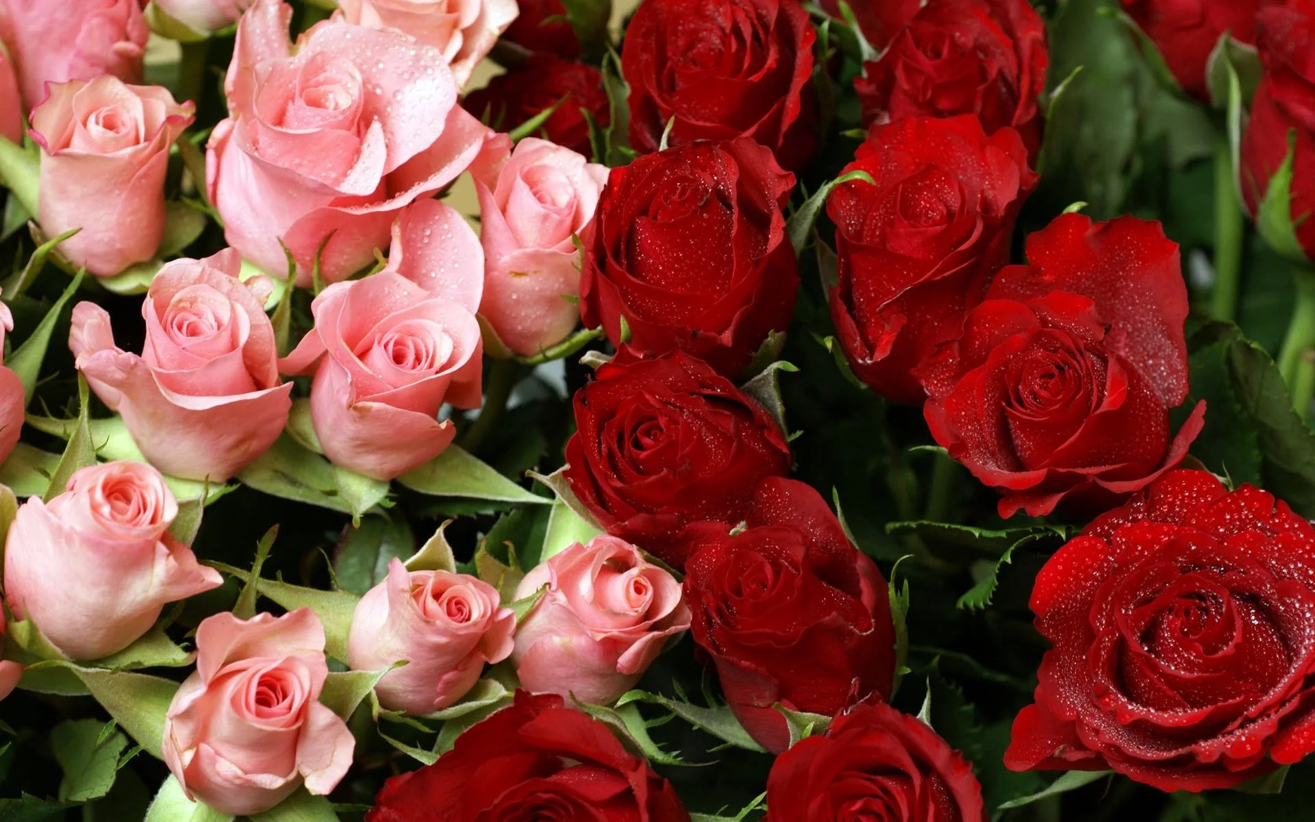 pink-and-red-roses-bouquet-1366x768.webp