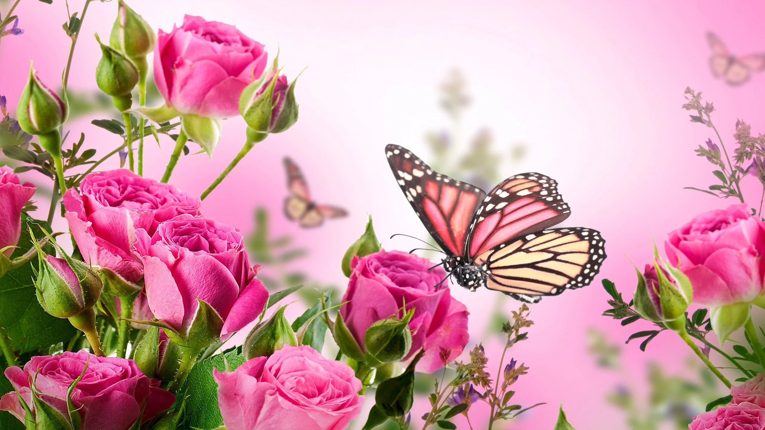 pink-butterfly-backgrounds-For-Desktop-Wallpaper.webp