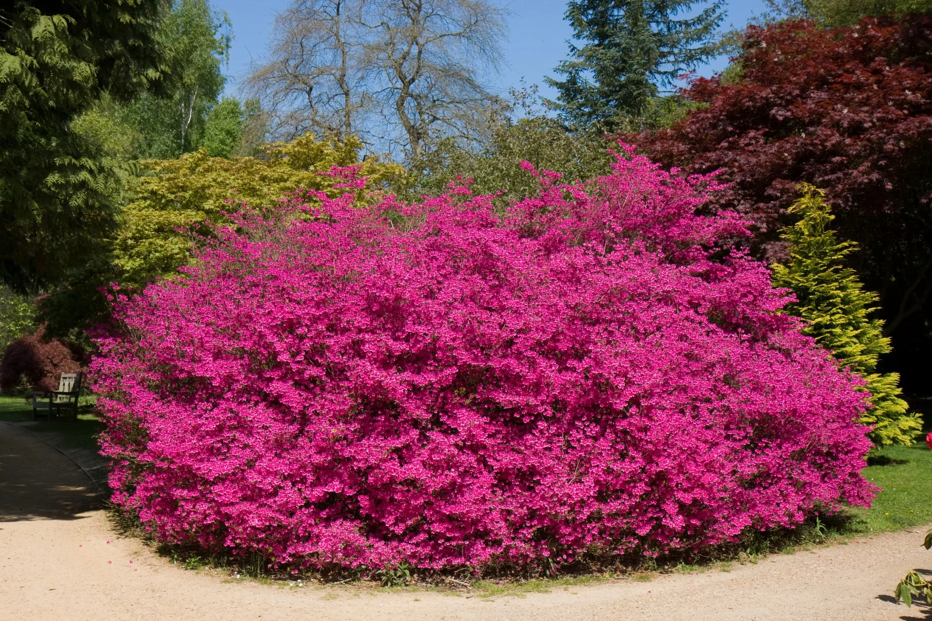 pink-flowering-bushes-and-shrubs-6-cool-wallpaper.webp