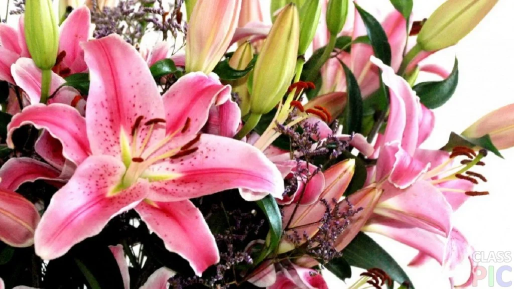 pink-lilys-1024x576.webp