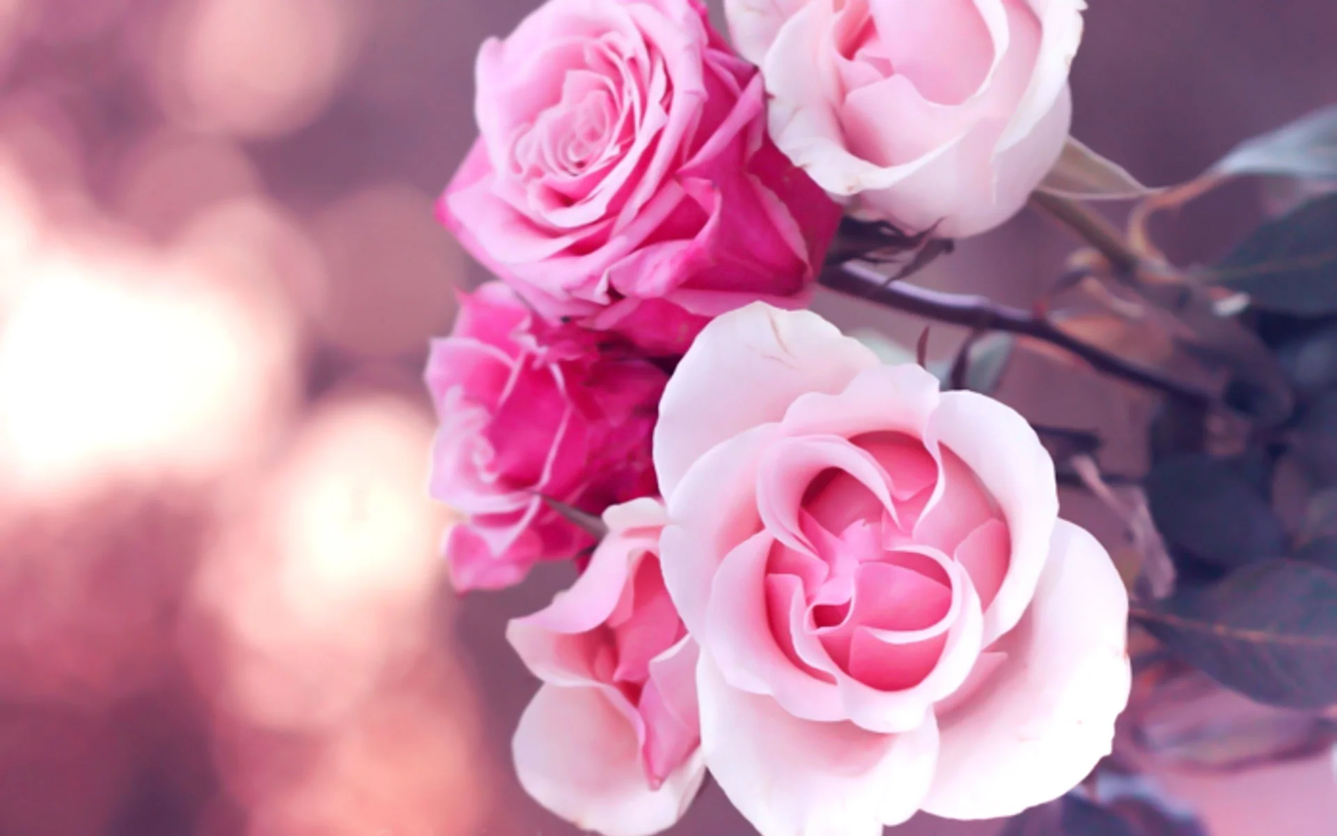 pink-rose-wallpapers-1080p.webp