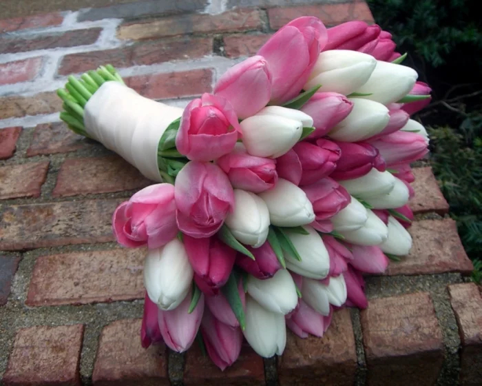 pink-white-tulips.webp
