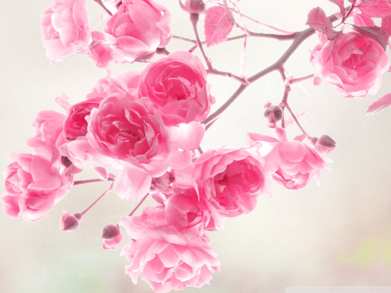 pink_roses_flowers-wallpaper-800x600.jpg