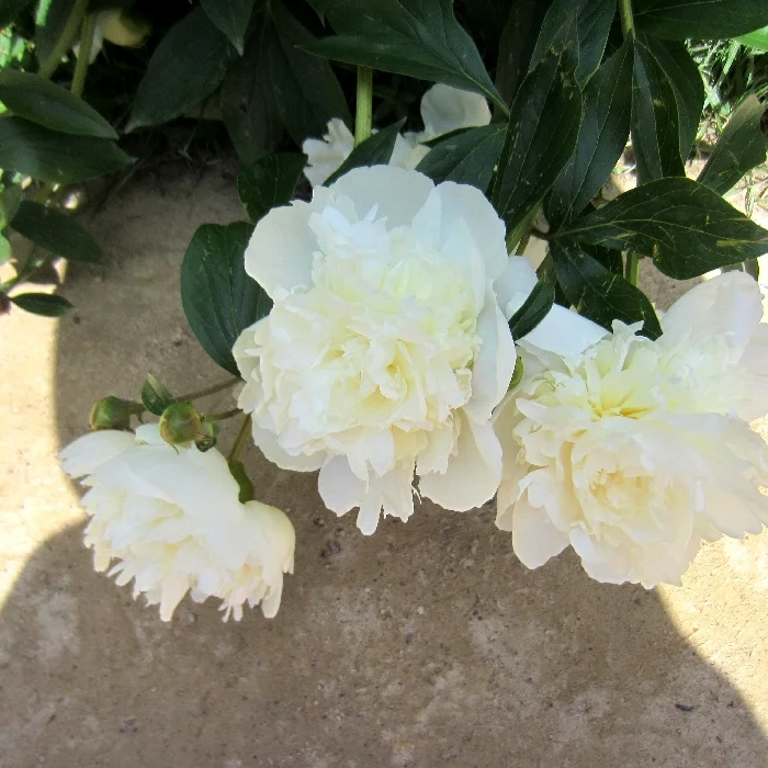 пион белый.webp