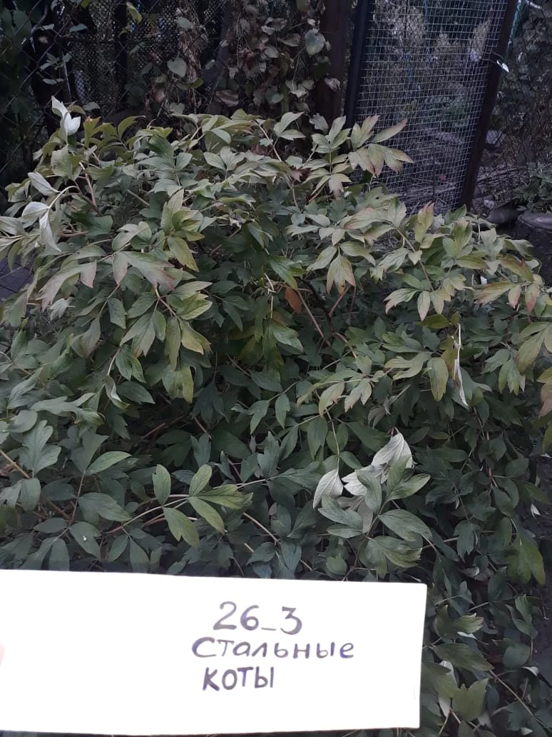 пион древовидный.webp