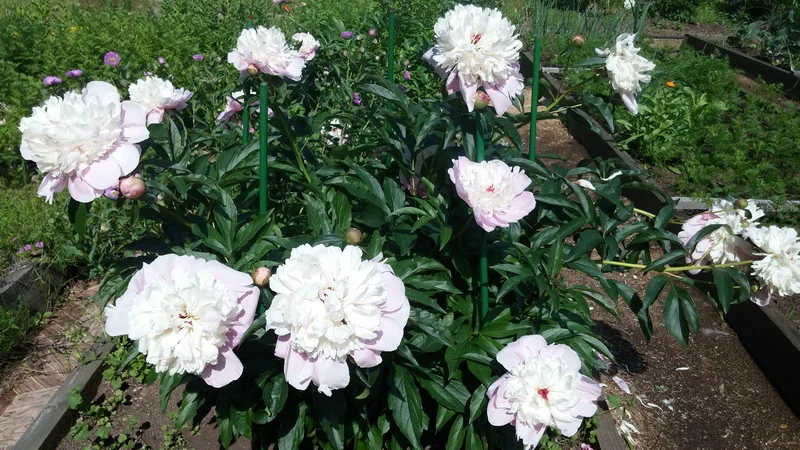 Пионы 1 800.jpg