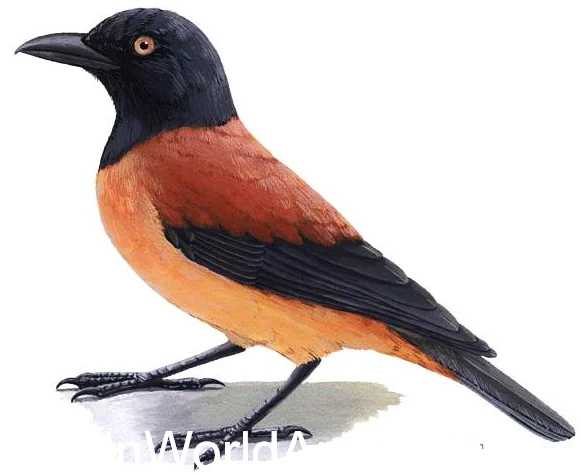 Pitohui4.webp