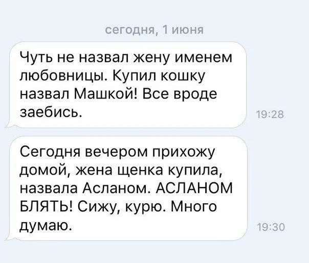 Питомцы прикроют.webp