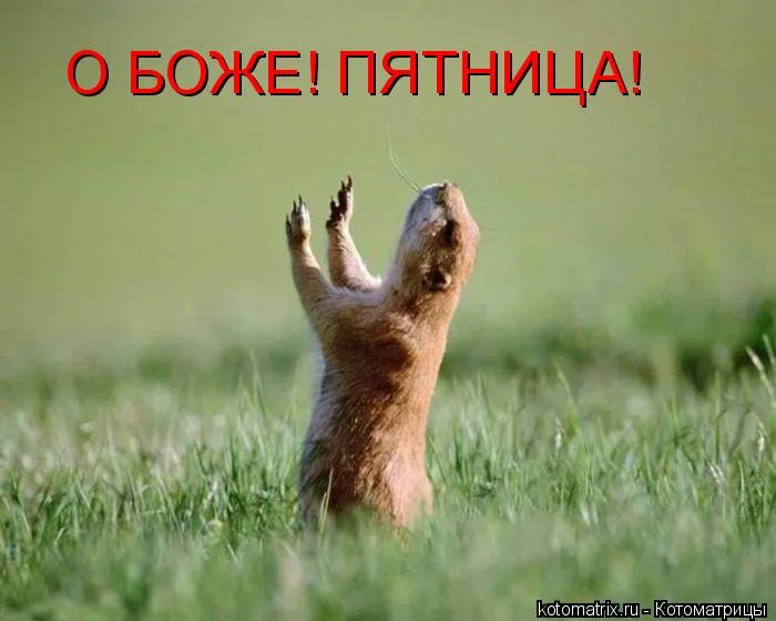 Пятница.webp