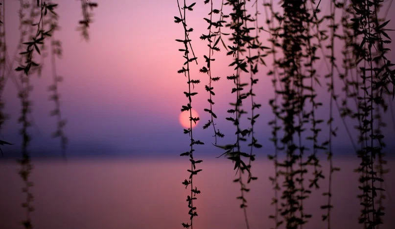 плакучие ветви.webp