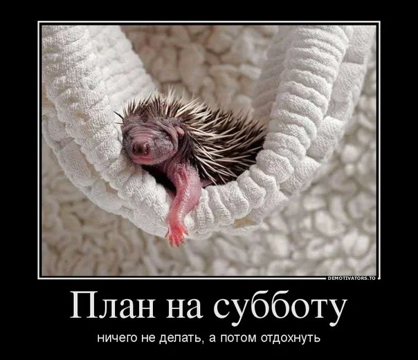 plan na subbotu.webp