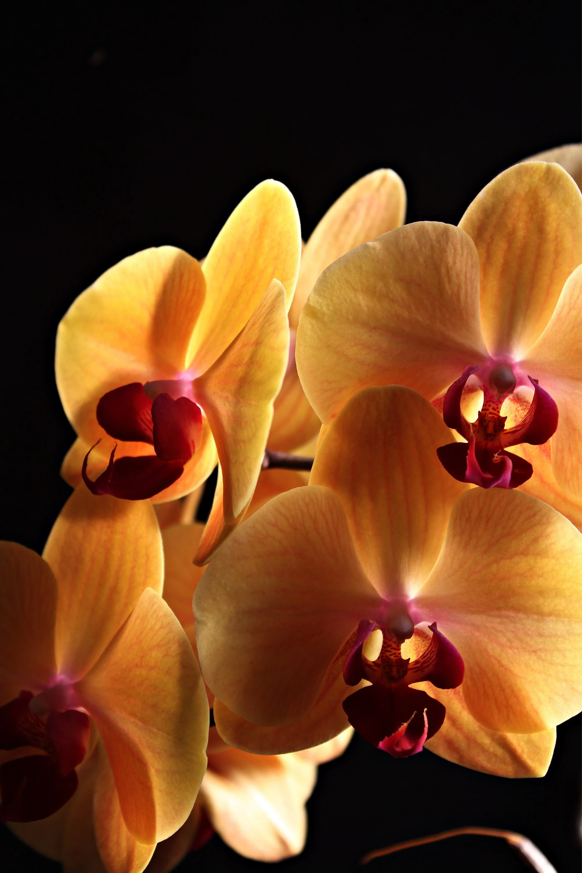 plant-flower-petal-yellow-close-flora-orchid-flowers-close-up-eye-organ-macro-photography-inf...webp