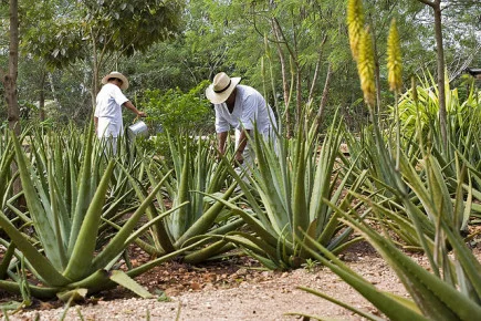 Плантация-агавы-в-деревне-Темоссон-435x290.webp