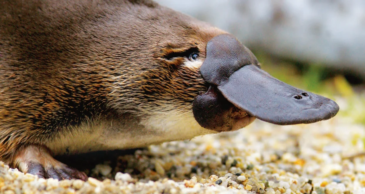 platypus-pic-1233x655-2a10aa1.webp