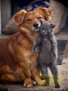 Плечо друга.webp