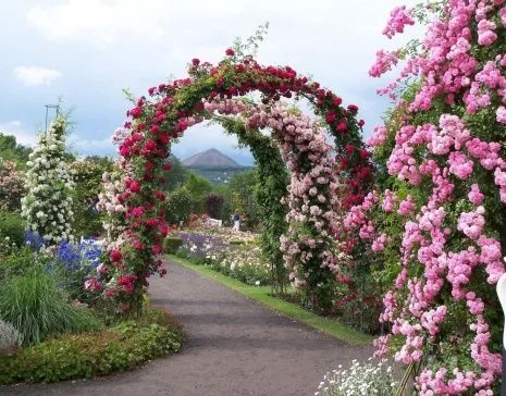 плетистые розы 3.webp