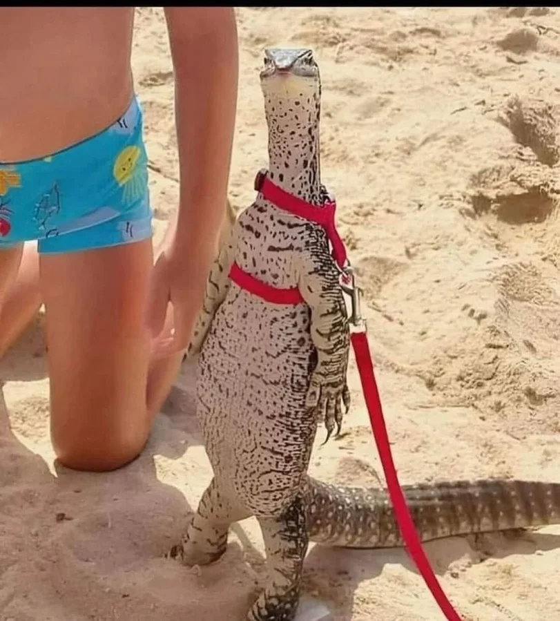 пляж-стоит-ящерица-8999142.webp