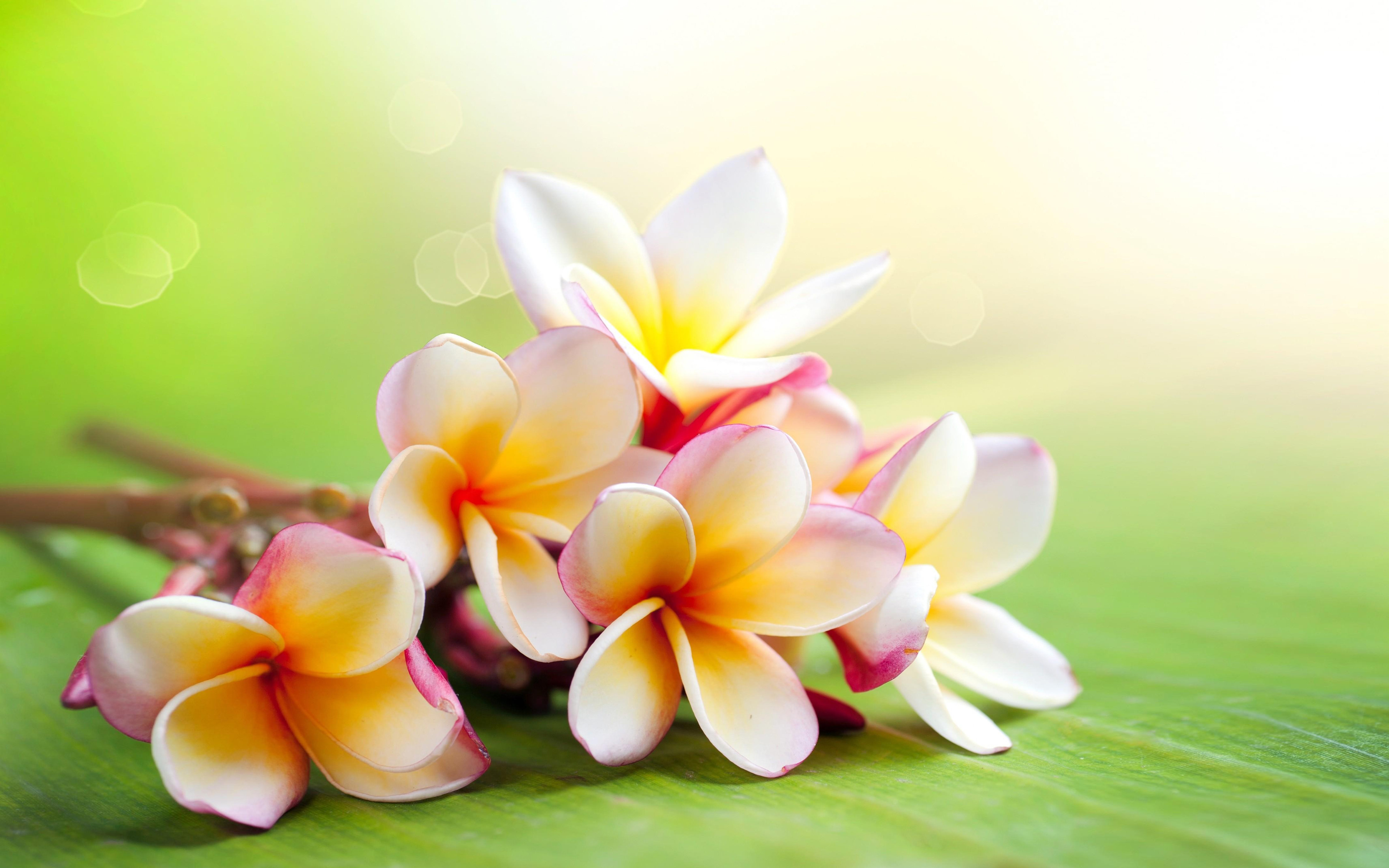 Plumeria-twigs-colorful-flowers-Desktop-Wallpaper-HD-widescreen-free-download-for-windows.jpg