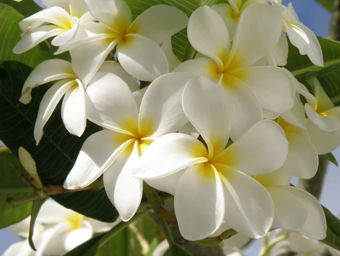 Plumeria_9.webp