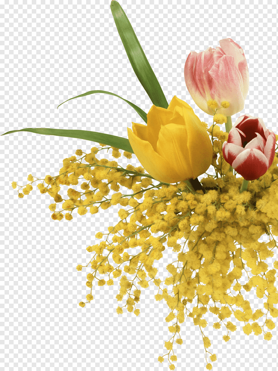 png-transparent-mimosa-salad-mimosa-pudica-flower-8-march-miscellaneous-flower-arranging-flower.png