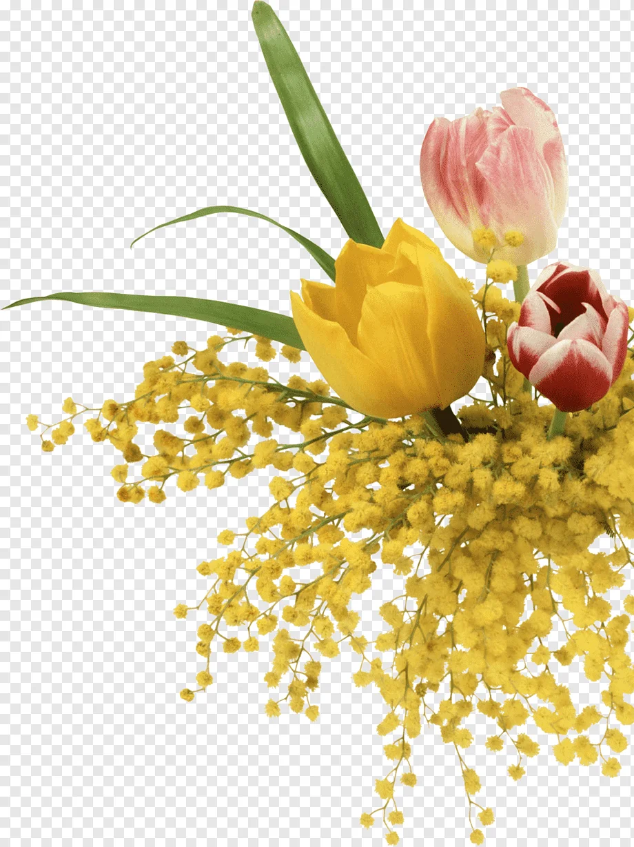 png-transparent-mimosa-salad-mimosa-pudica-flower-8-march-miscellaneous-flower-arranging-flower.webp
