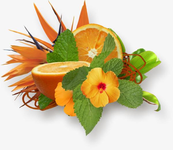 pngtree-orange-fruit-png-clipart_1466129.jpg