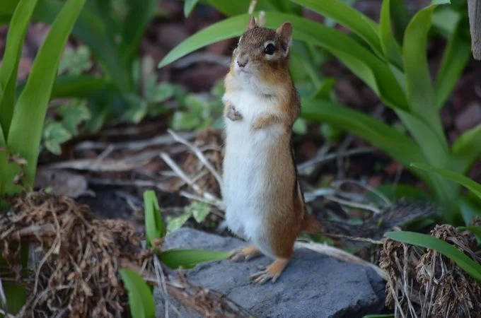 по стойке смирно.webp