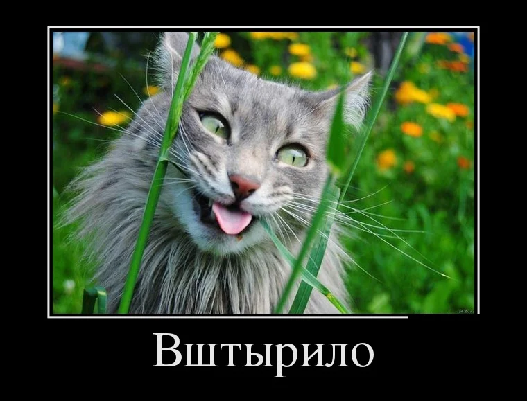podborka_luchshikh_demotivatorov_249_024.webp