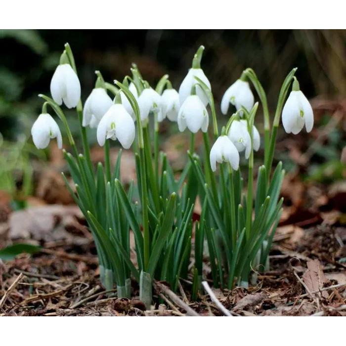 Podsnezhnik(Galantus)FLO-700x700.png