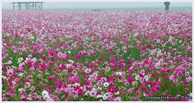 поле цветов.webp