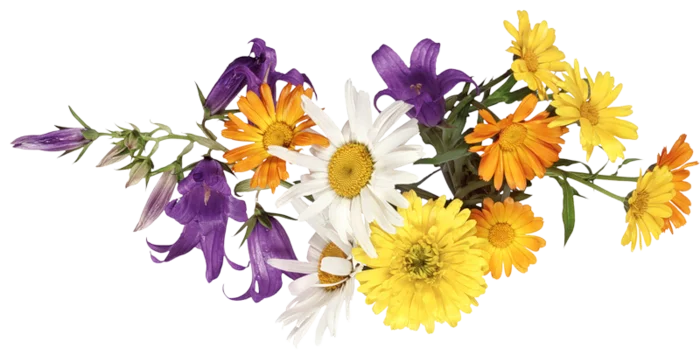 поле диаг 700.webp