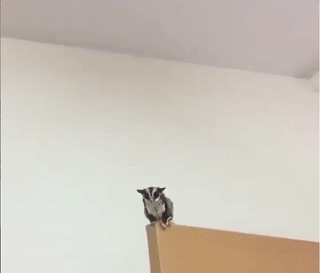 полетели спать.gif