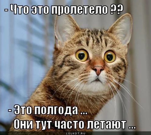 polgoda_1333548840.webp