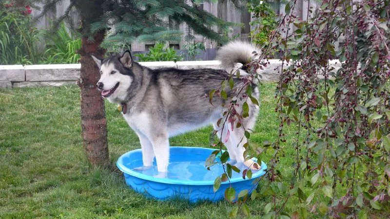 полуаляска полусибиряк.webp