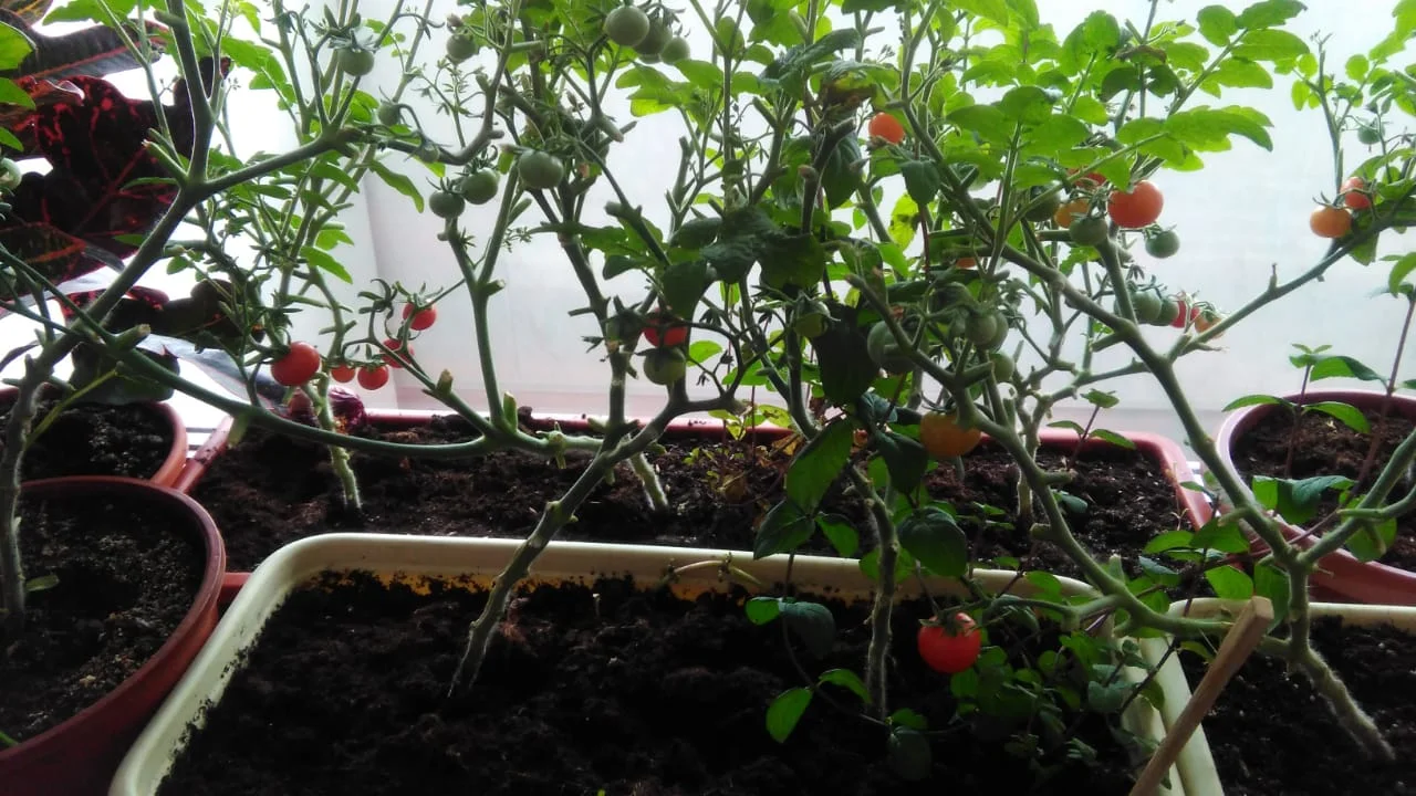 помидоры 2.webp