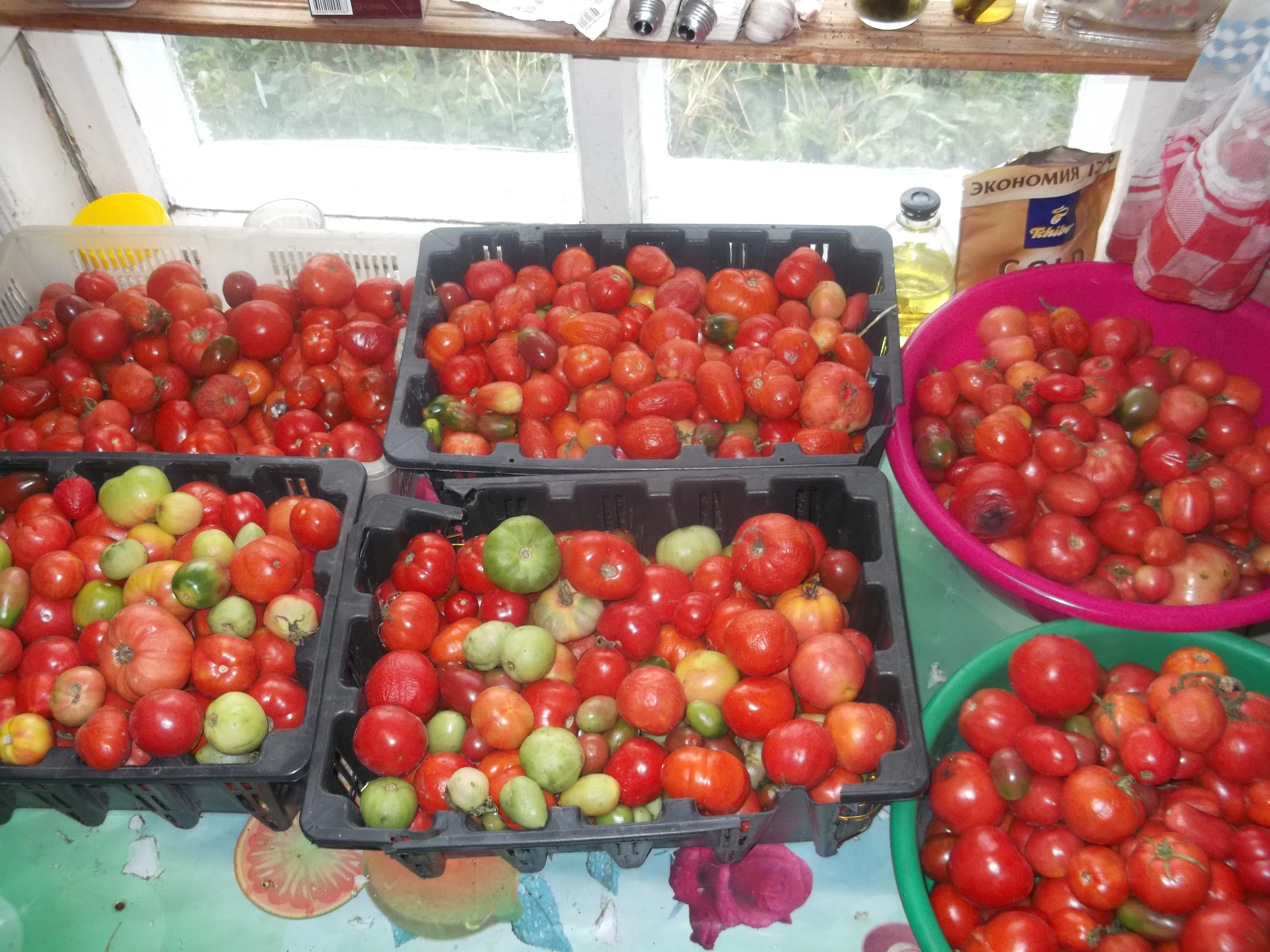 помидоры.webp