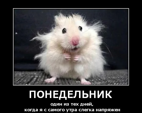ponedel4.webp