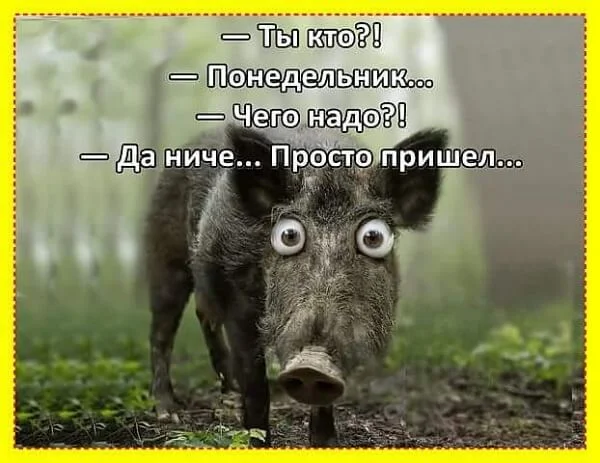 ponedelnik-den-tyazhelyj-kartinki-prikolnye-humoraf-124.webp