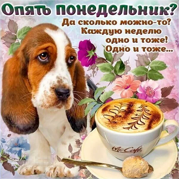 ponedelnik-nachinaetsya-kartinki-prikolnye-humoraf-47.webp