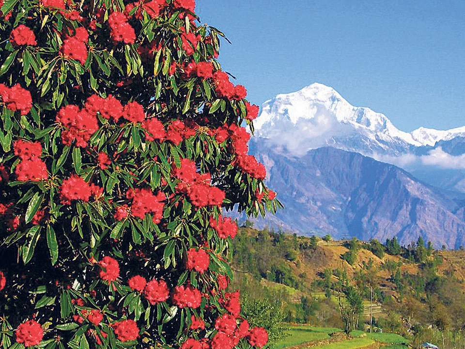 Poon-Hill_Dhaulagiri-_rhododendron_national-flower_Myagdi_20190930075205.webp